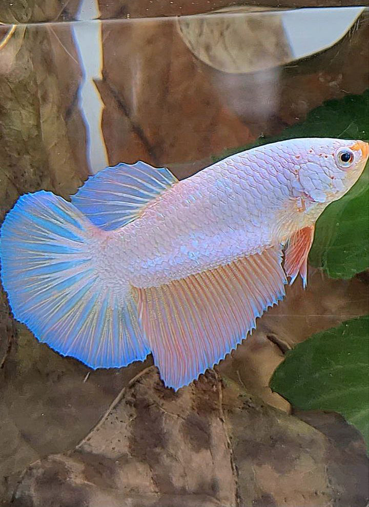 XL FEMALE HALFMOON PINK FLAMINGGO PEACH BETTA FISH