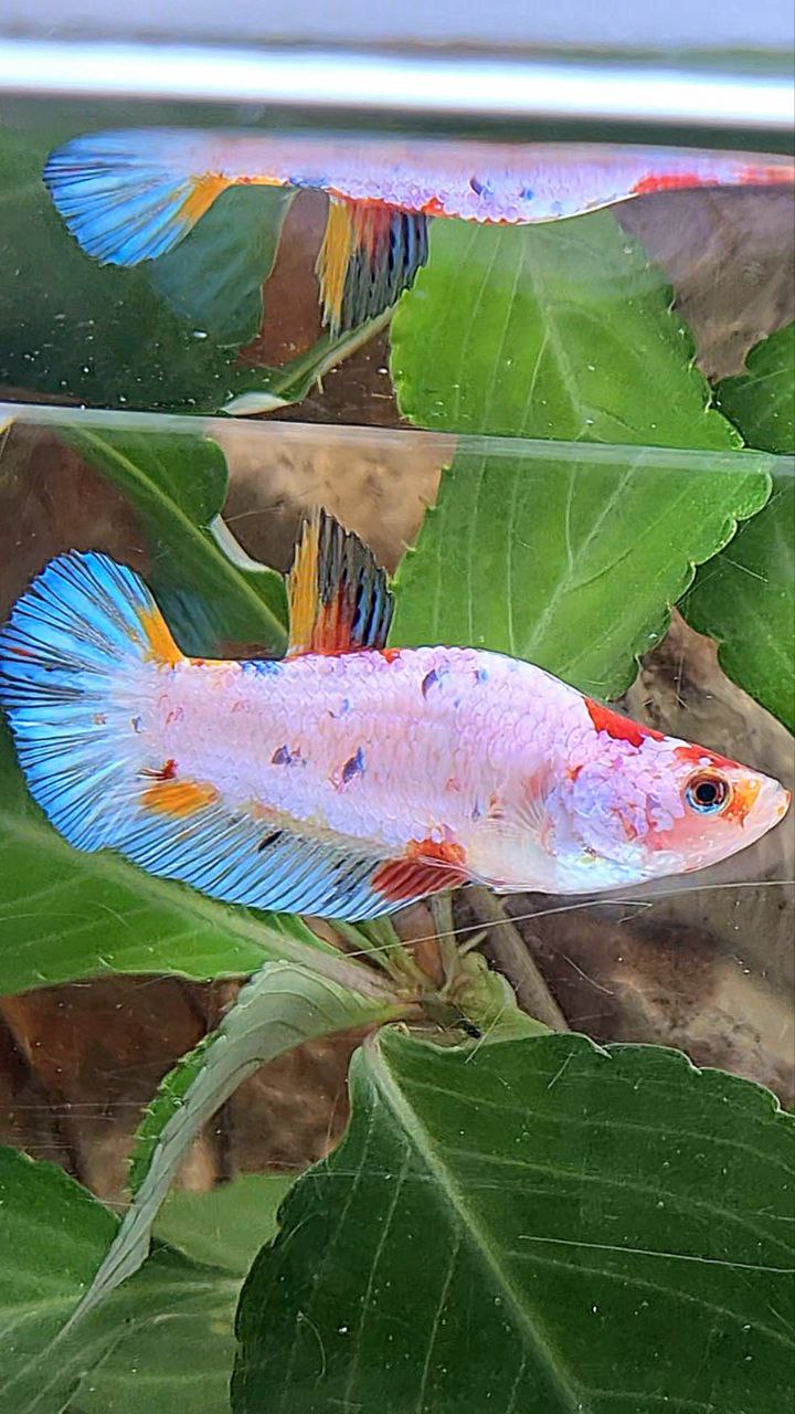 XL UNIQUE DOLPHIN PLAKAT WHITE FANCY MULTICOLOR BETTA FISH