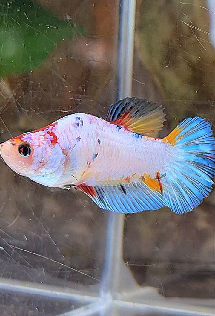 XL UNIQUE DOLPHIN PLAKAT WHITE FANCY MULTICOLOR BETTA FISH