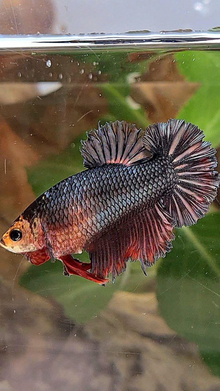 FEMALE KING ROSETAIL HALFMOON BLACK COPPER RED BETTA FISH