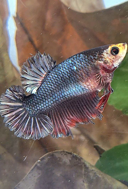 FEMALE KING ROSETAIL HALFMOON BLACK COPPER RED BETTA FISH