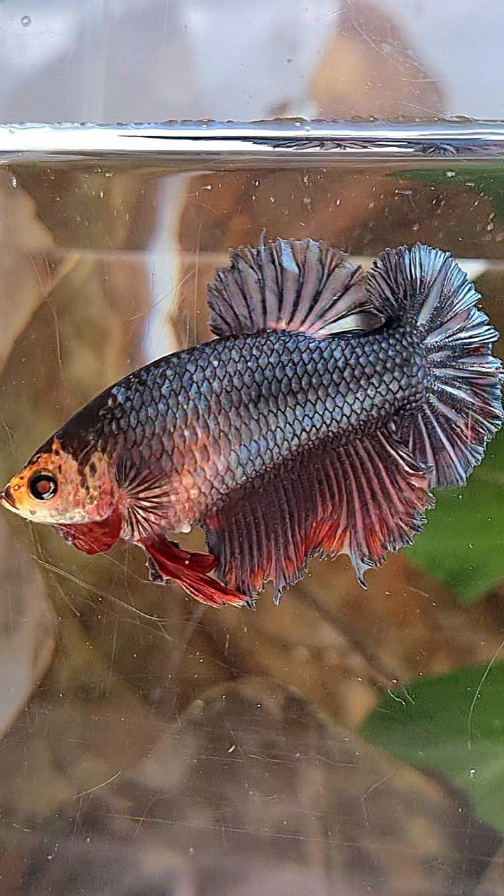 FEMALE KING ROSETAIL HALFMOON BLACK COPPER RED BETTA FISH