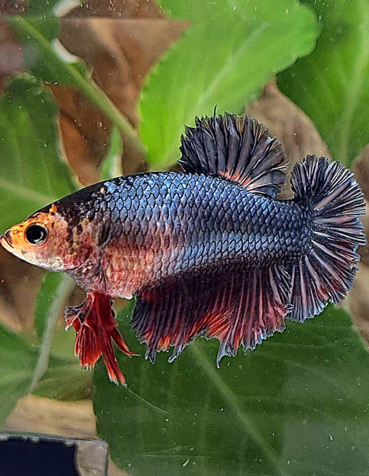 FEMALE KING ROSETAIL HALFMOON BLACK COPPER RED BETTA FISH