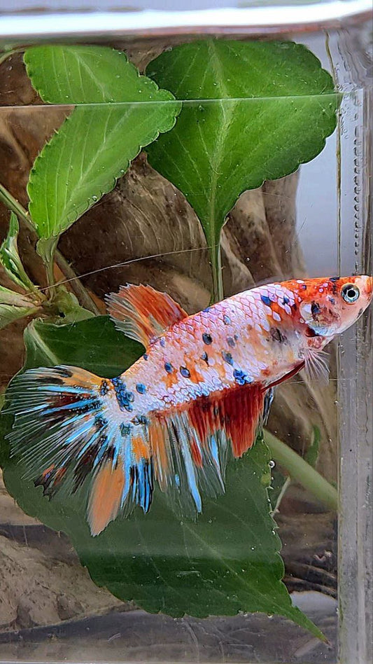 XL FEMALE HALFMOON CANDY MULTICOLOR BETTA FISH