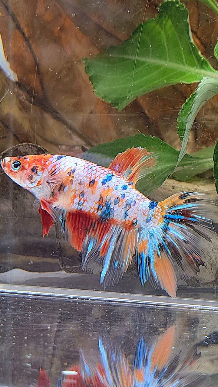 XL FEMALE HALFMOON CANDY MULTICOLOR BETTA FISH