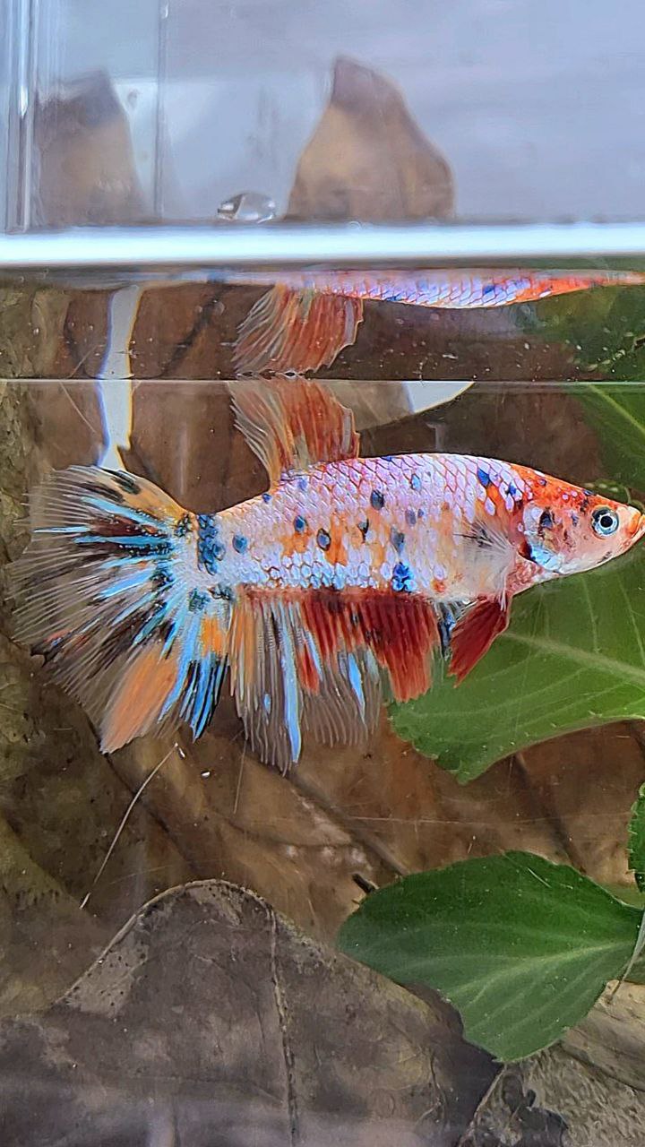 XL FEMALE HALFMOON CANDY MULTICOLOR BETTA FISH