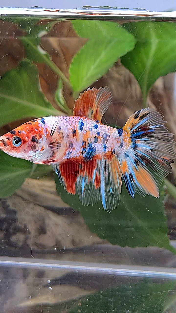 XL FEMALE HALFMOON CANDY MULTICOLOR BETTA FISH