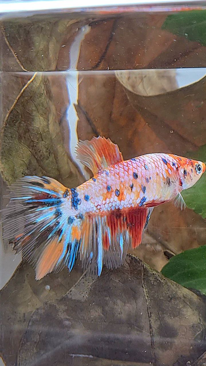 XL FEMALE HALFMOON CANDY MULTICOLOR BETTA FISH