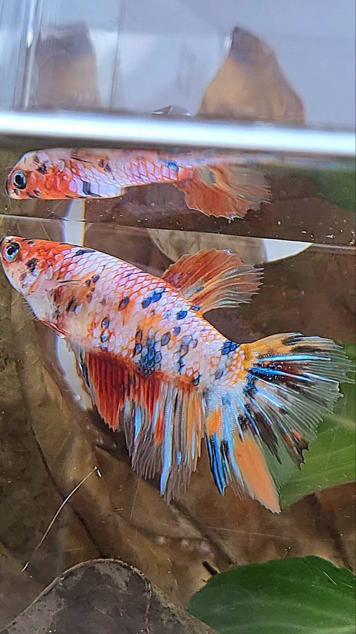 XL FEMALE HALFMOON CANDY MULTICOLOR BETTA FISH