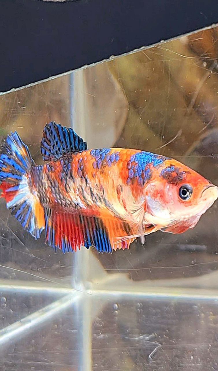 FEMALE PLAKAT METTALIC MULTICOLOR BETTA FISH