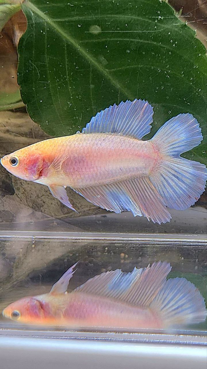 FEMALE HALFMOON DOUBLE TAIL PINK BETTA FISH