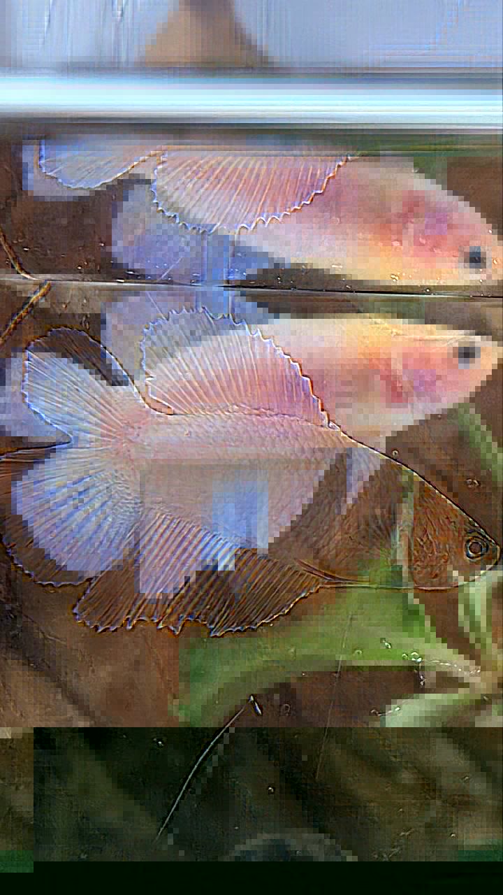 FEMALE HALFMOON DOUBLE TAIL PINK BETTA FISH