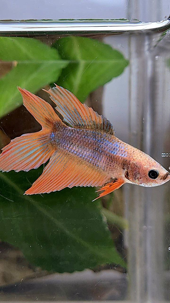 FEMALE VEILTAIL DOUBLE TAIL ORANGE MASCOT FISH