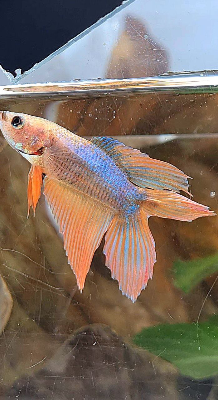 FEMALE VEILTAIL DOUBLE TAIL ORANGE MASCOT FISH