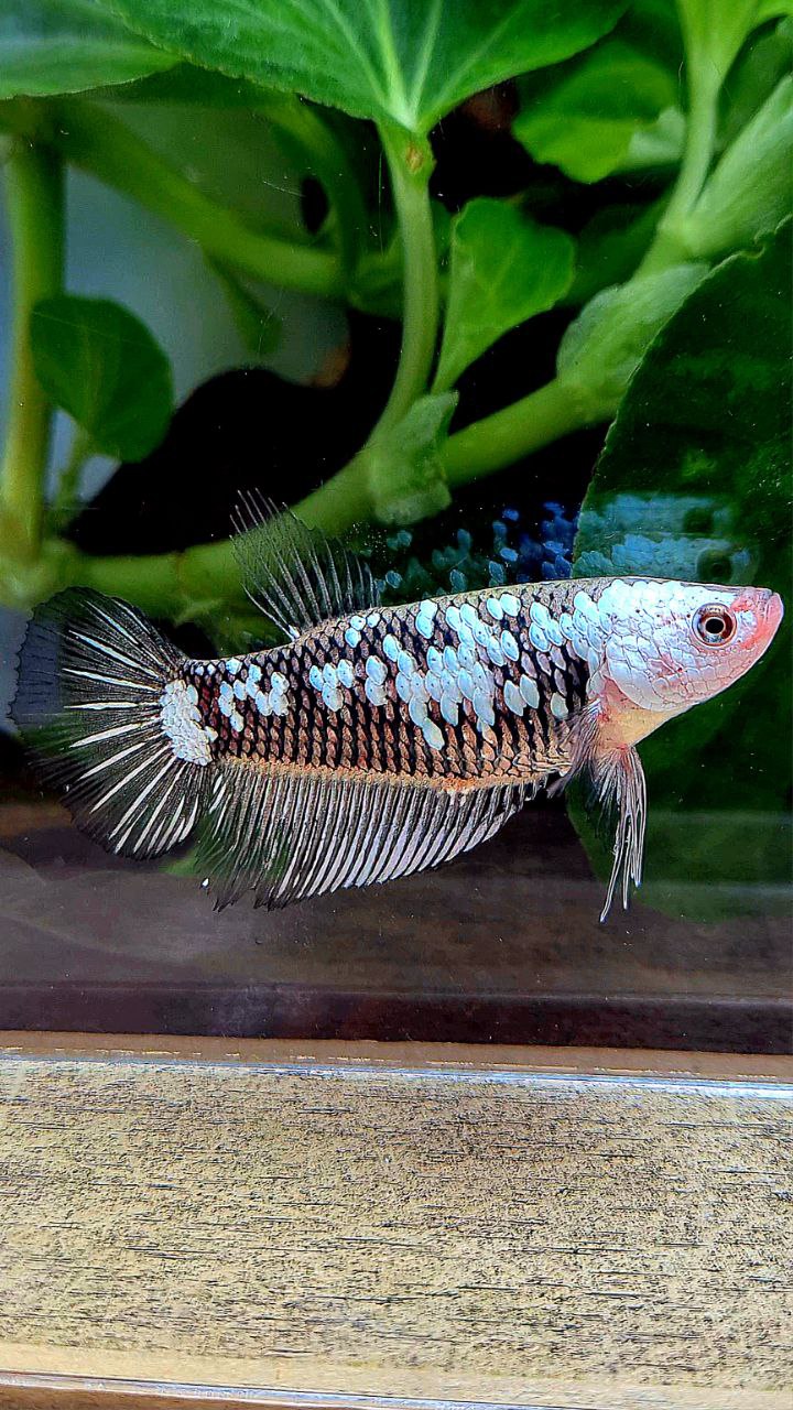 FEMALE PLAKAT BLACK SAMURAI SNOW WHITE GALAXY BETTA FISH
