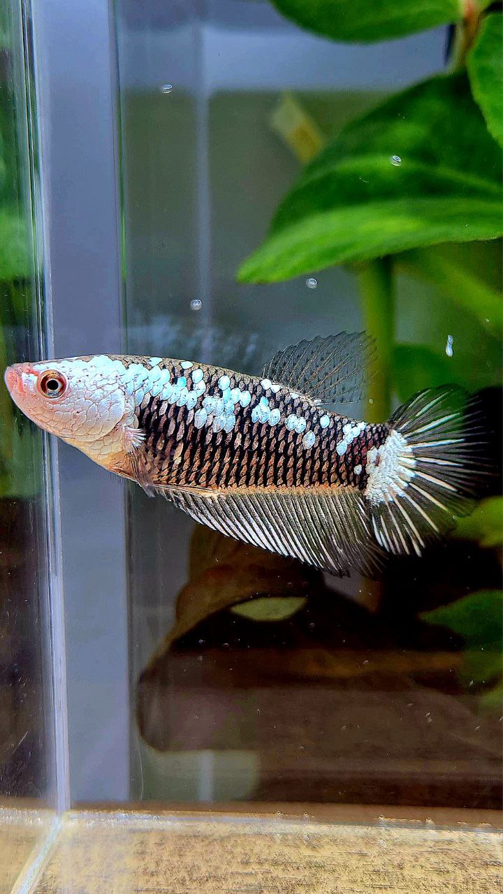 FEMALE PLAKAT BLACK SAMURAI SNOW WHITE GALAXY BETTA FISH