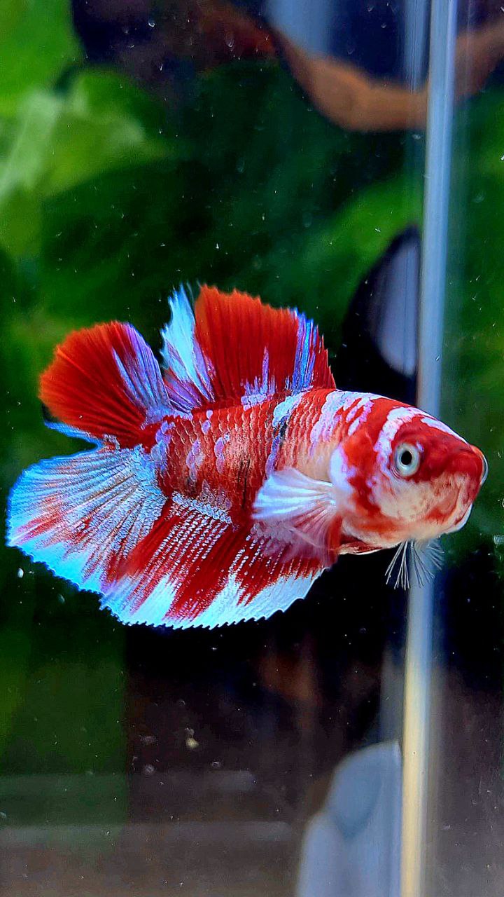 FEMALE HALFMOON DOUBLE TAIL BARONGSAI RED WHITE GALAXY MULTICOLOR BETTA FISH