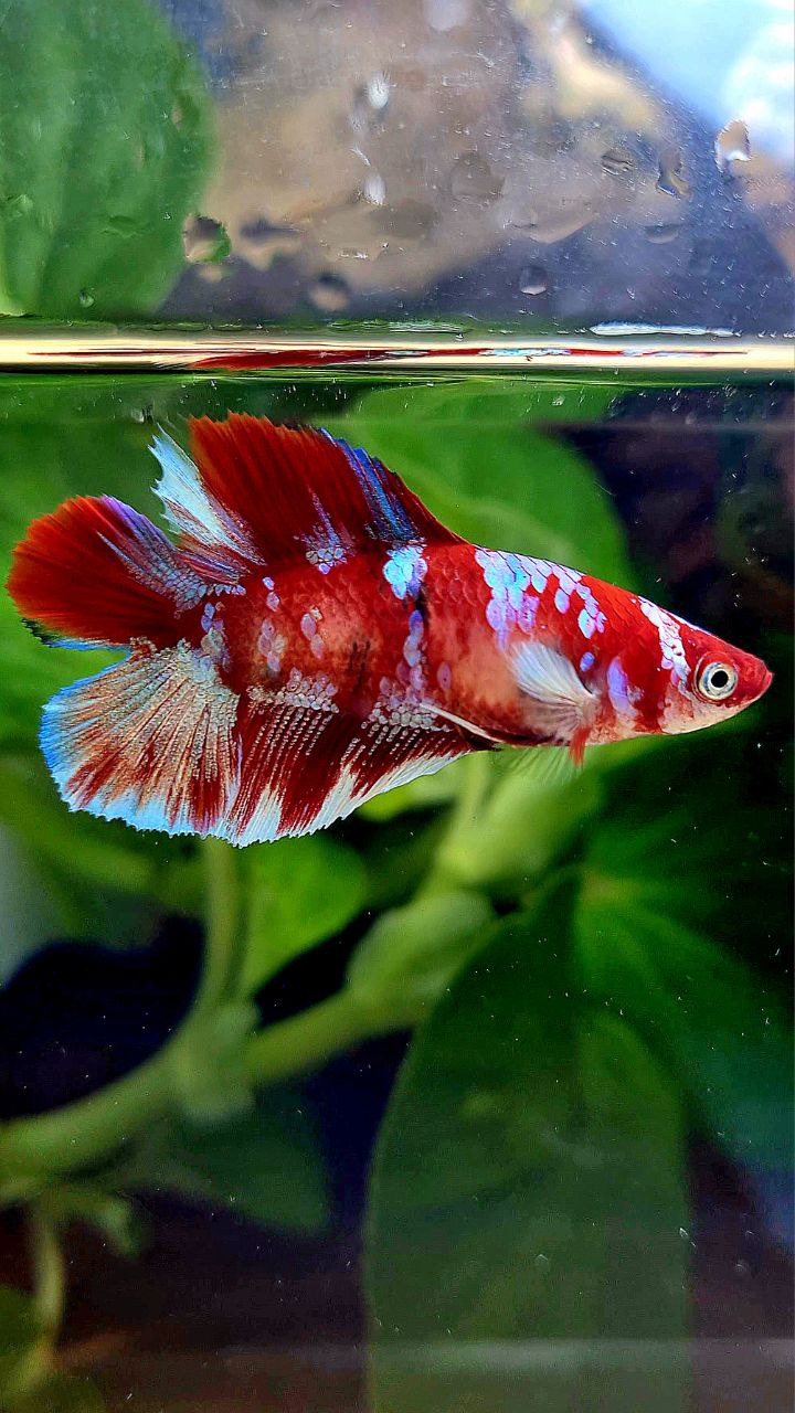 FEMALE HALFMOON DOUBLE TAIL BARONGSAI RED WHITE GALAXY MULTICOLOR BETTA FISH