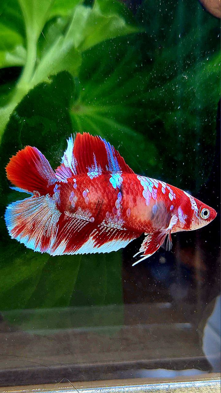 FEMALE HALFMOON DOUBLE TAIL BARONGSAI RED WHITE GALAXY MULTICOLOR BETTA FISH
