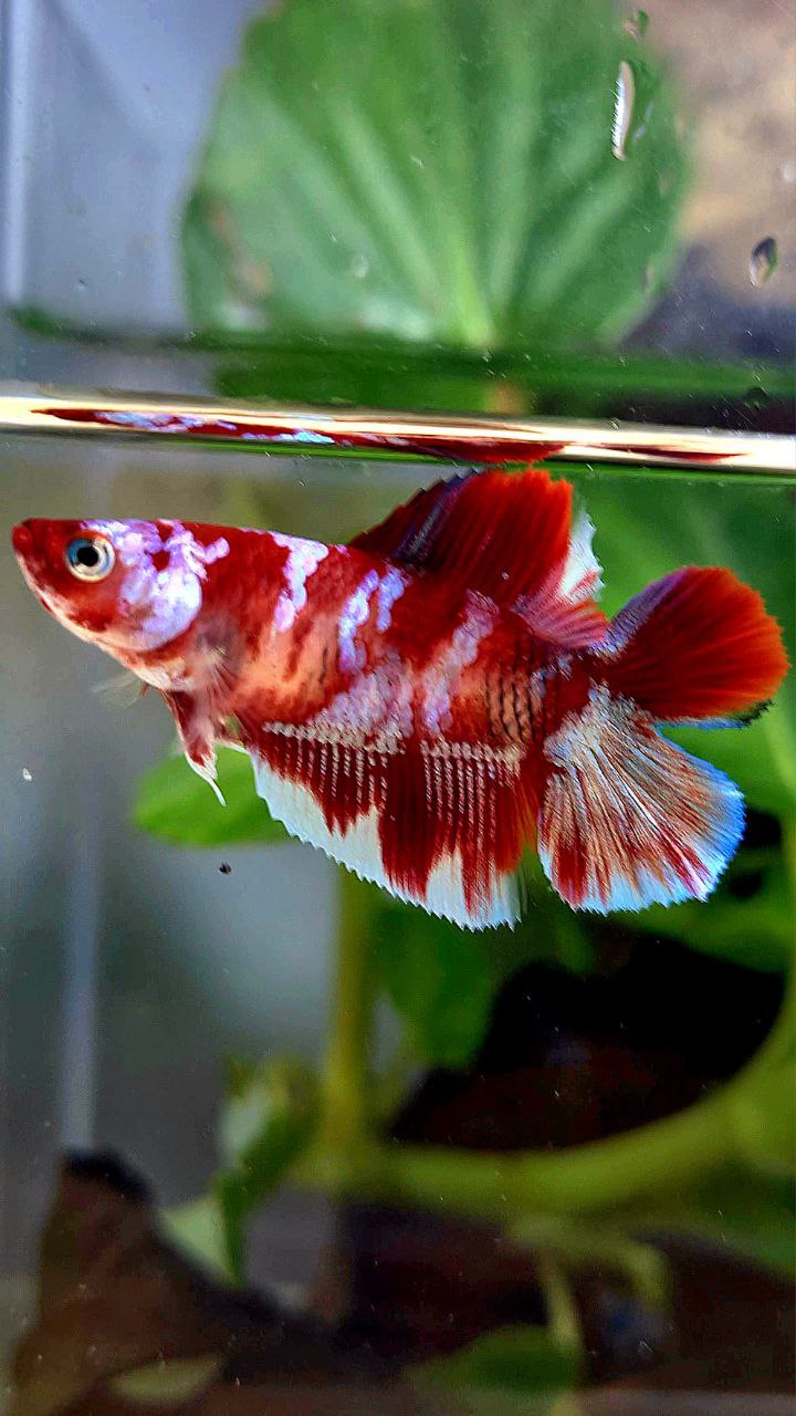 FEMALE HALFMOON DOUBLE TAIL BARONGSAI RED WHITE GALAXY MULTICOLOR BETTA FISH