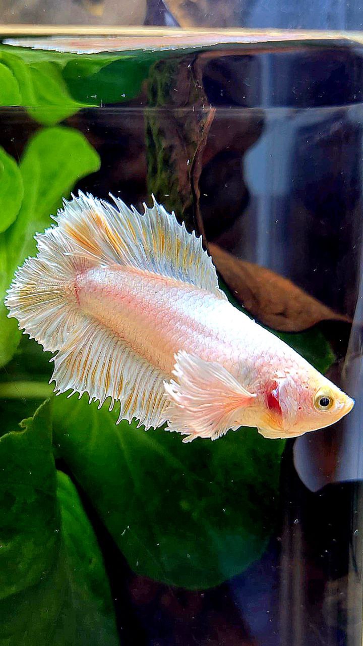 LUXURY FEMALE HALFMOON DOUBLE TAIL DUMBO EAR WHITE PLATINUM YELLOW WASH BETTA FISH