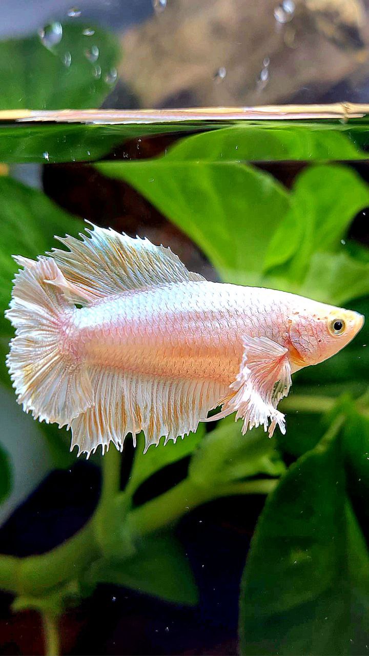 LUXURY FEMALE HALFMOON DOUBLE TAIL DUMBO EAR WHITE PLATINUM YELLOW WASH BETTA FISH