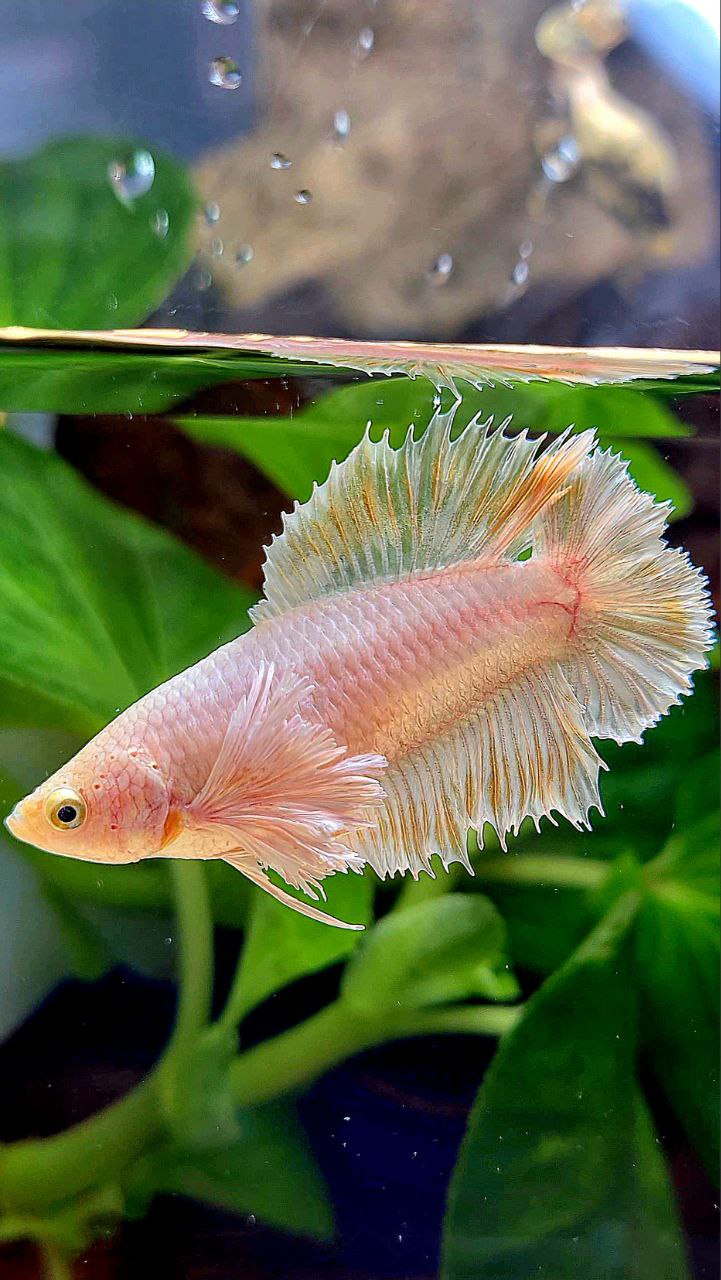 LUXURY FEMALE HALFMOON DOUBLE TAIL DUMBO EAR WHITE PLATINUM YELLOW WASH BETTA FISH