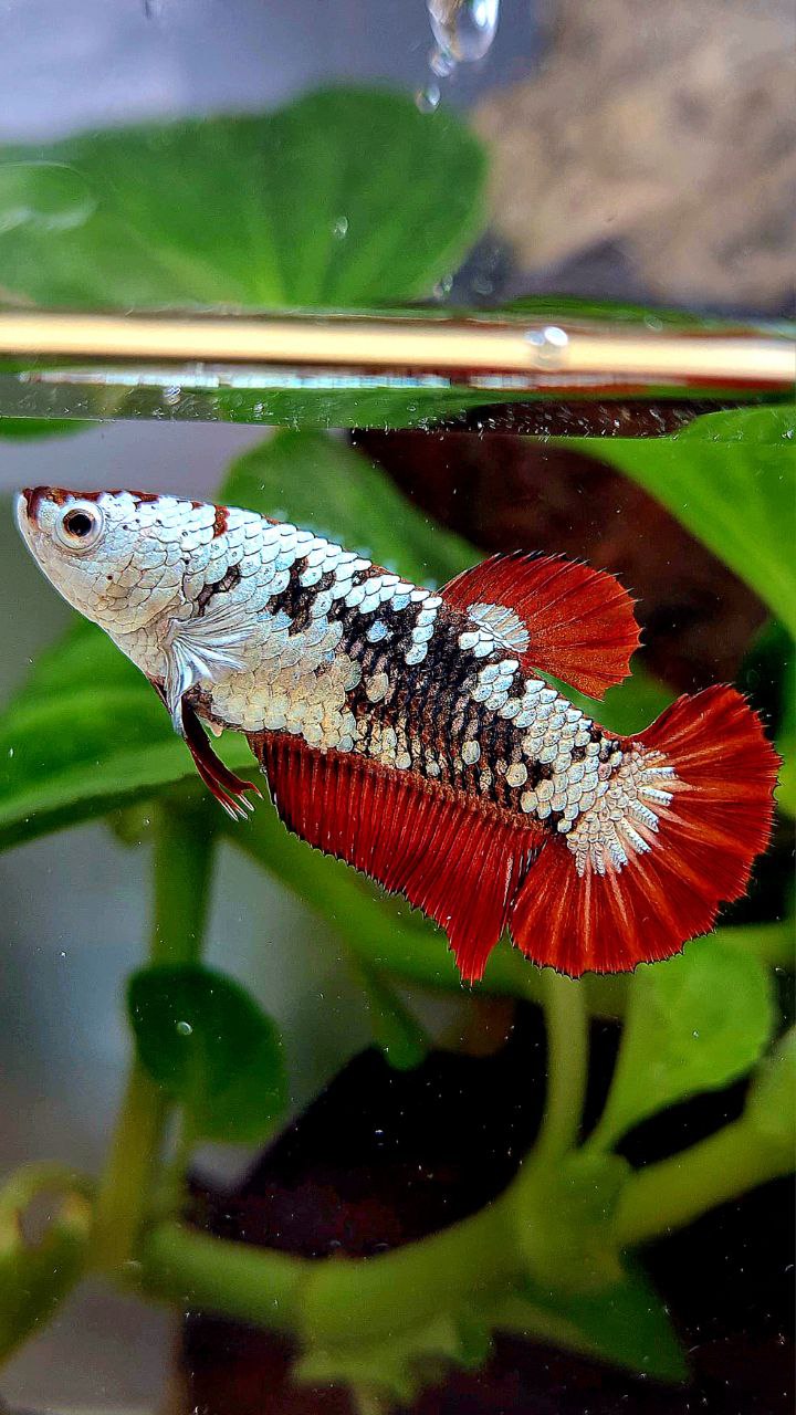 FEMALE PLAKAT RED MAMBA SAMURAI SNOW MASKING BETTA FISH