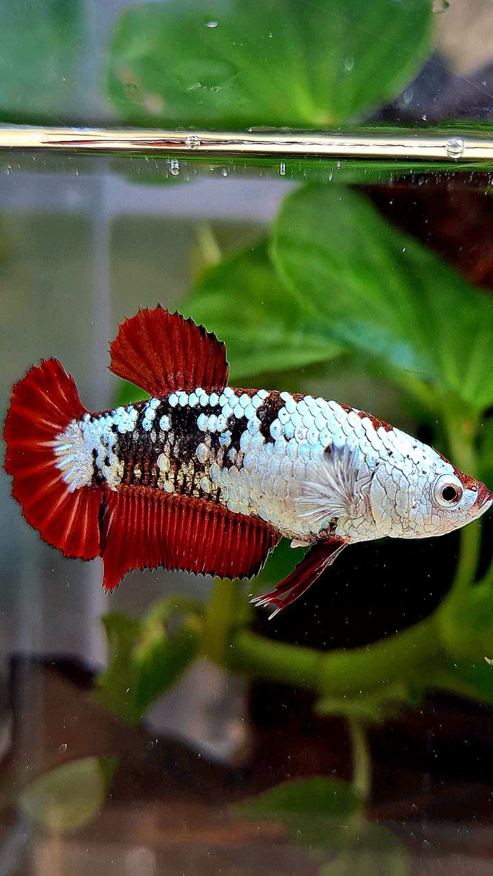 FEMALE PLAKAT RED MAMBA SAMURAI SNOW MASKING BETTA FISH