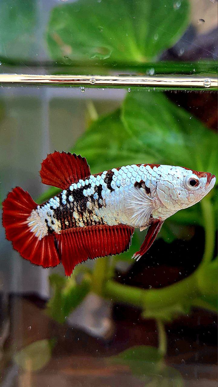 FEMALE PLAKAT RED MAMBA SAMURAI SNOW MASKING BETTA FISH