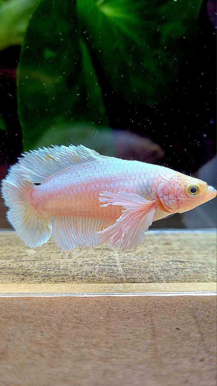 FEMALE PLAKAT DUMBO EAR DOUBLE TAIL WHITE YELLOW WASH BETTA FISH
