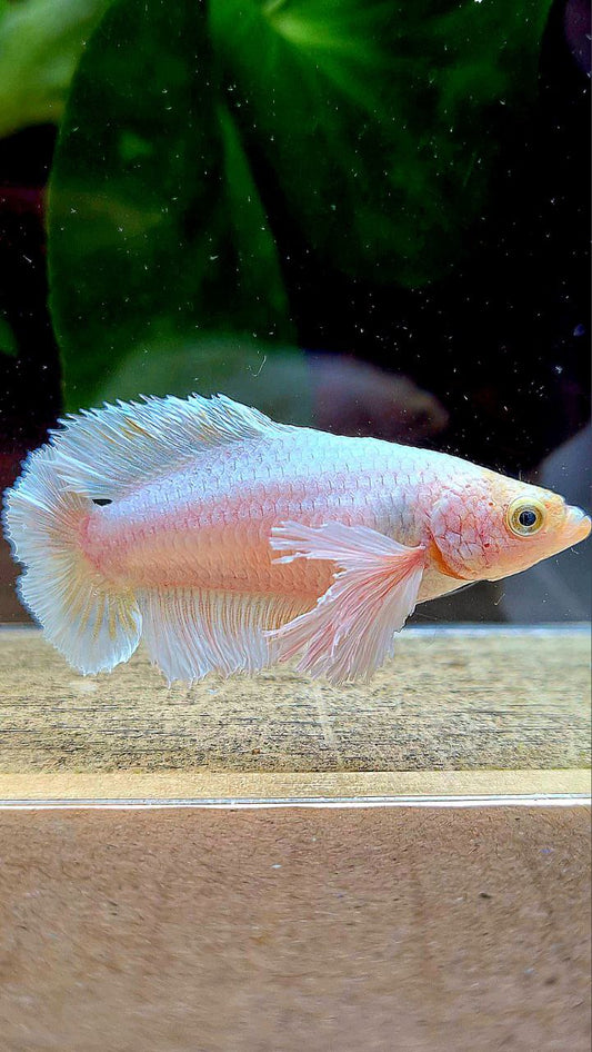 FEMALE PLAKAT DUMBO EAR DOUBLE TAIL WHITE YELLOW WASH BETTA FISH