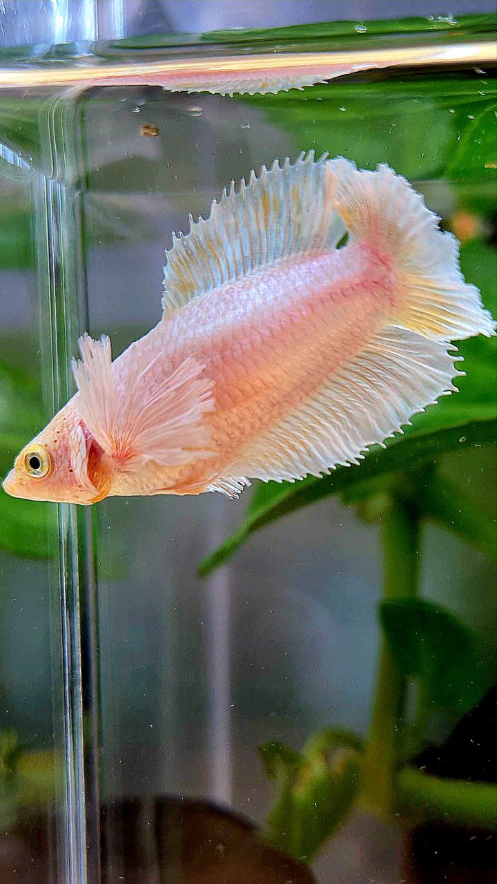 FEMALE PLAKAT DUMBO EAR DOUBLE TAIL WHITE YELLOW WASH BETTA FISH