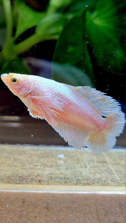 FEMALE PLAKAT DUMBO EAR DOUBLE TAIL WHITE YELLOW WASH BETTA FISH