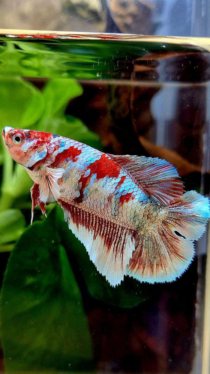 FEMALE HALFMOON DOUBLE TAIL BARONGSAI RED WHITE GALAXY MULTICOLOR BETTA FISH