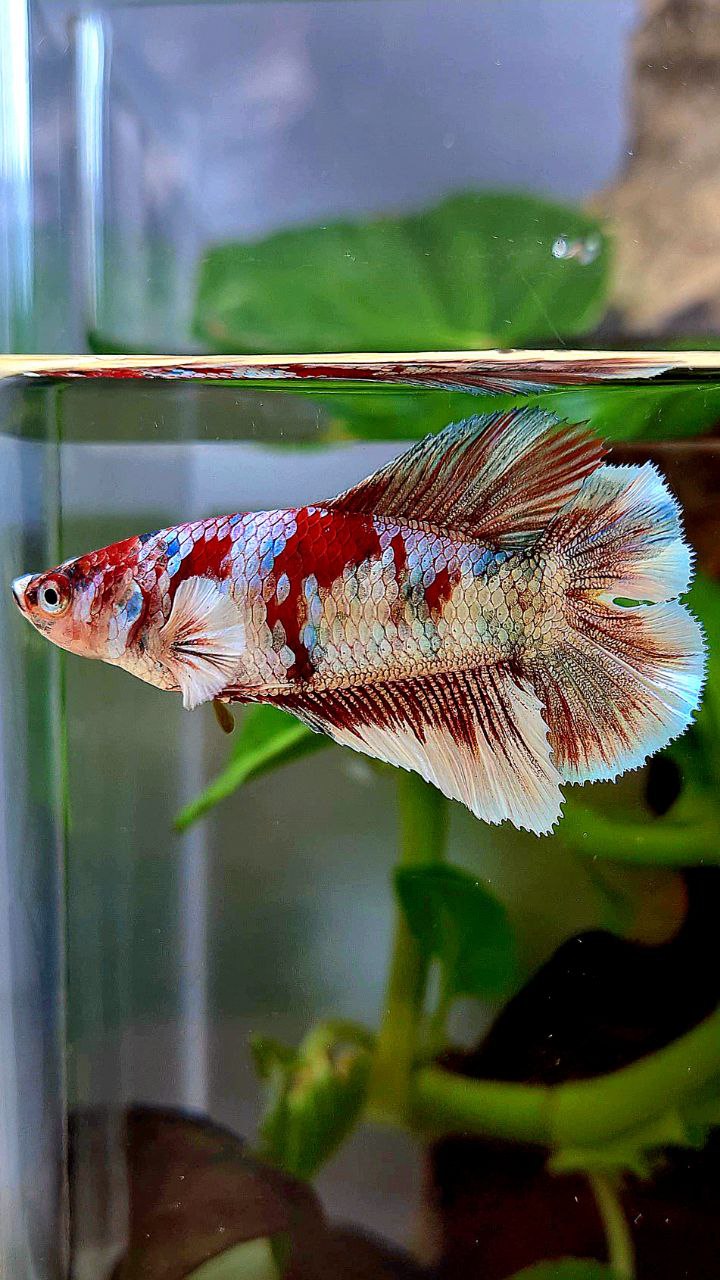 FEMALE HALFMOON DOUBLE TAIL BARONGSAI RED WHITE GALAXY MULTICOLOR BETTA FISH