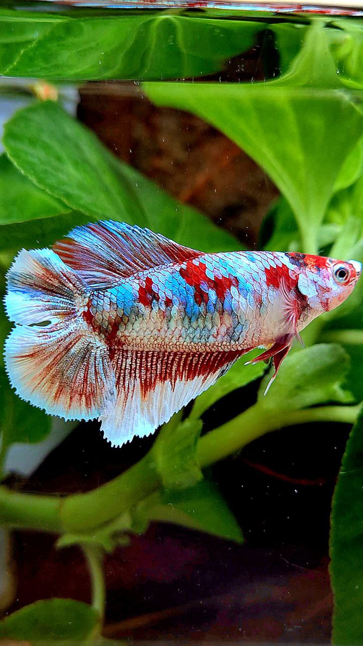 FEMALE HALFMOON DOUBLE TAIL BARONGSAI RED WHITE GALAXY MULTICOLOR BETTA FISH