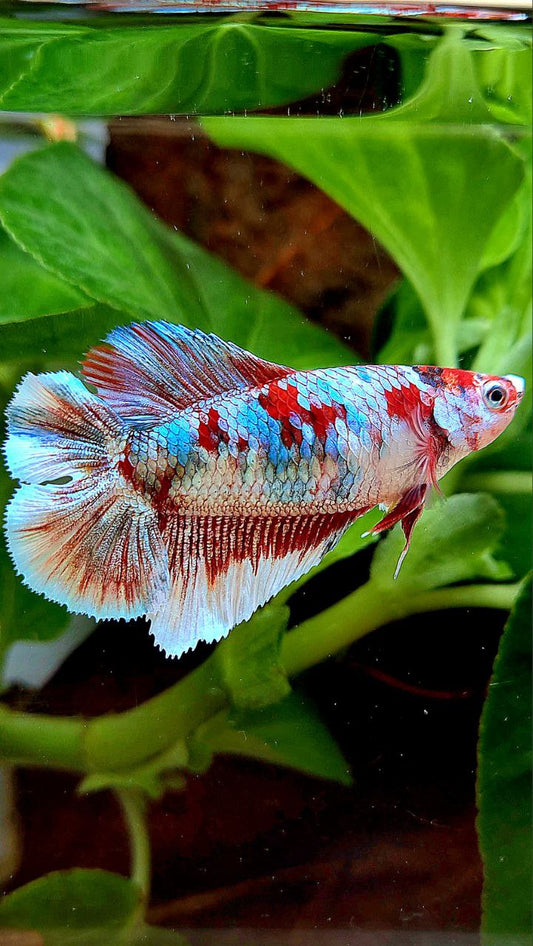 FEMALE HALFMOON DOUBLE TAIL BARONGSAI RED WHITE GALAXY MULTICOLOR BETTA FISH