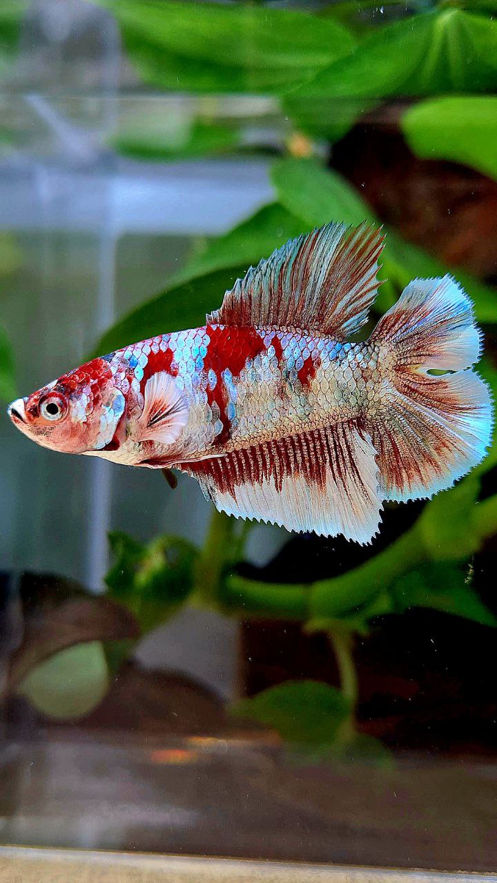 FEMALE HALFMOON DOUBLE TAIL BARONGSAI RED WHITE GALAXY MULTICOLOR BETTA FISH