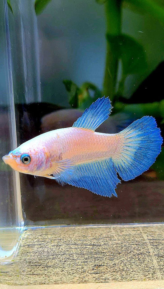 FEMALE HALFMOON BLUE RIM BETTA FISH