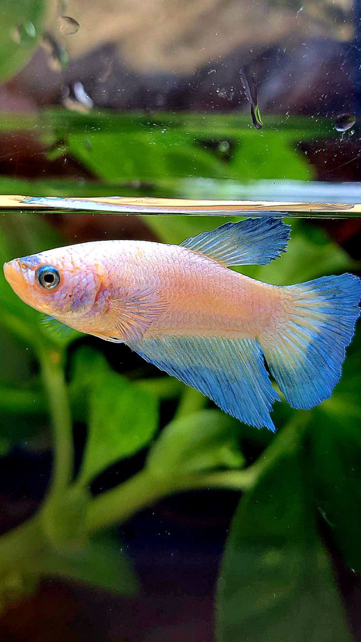 FEMALE HALFMOON BLUE RIM BETTA FISH