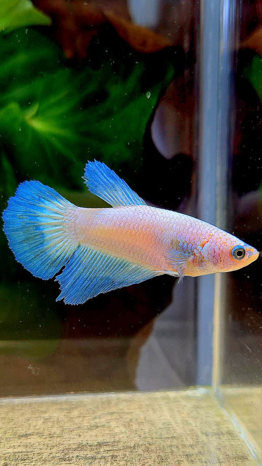 FEMALE HALFMOON BLUE RIM BETTA FISH