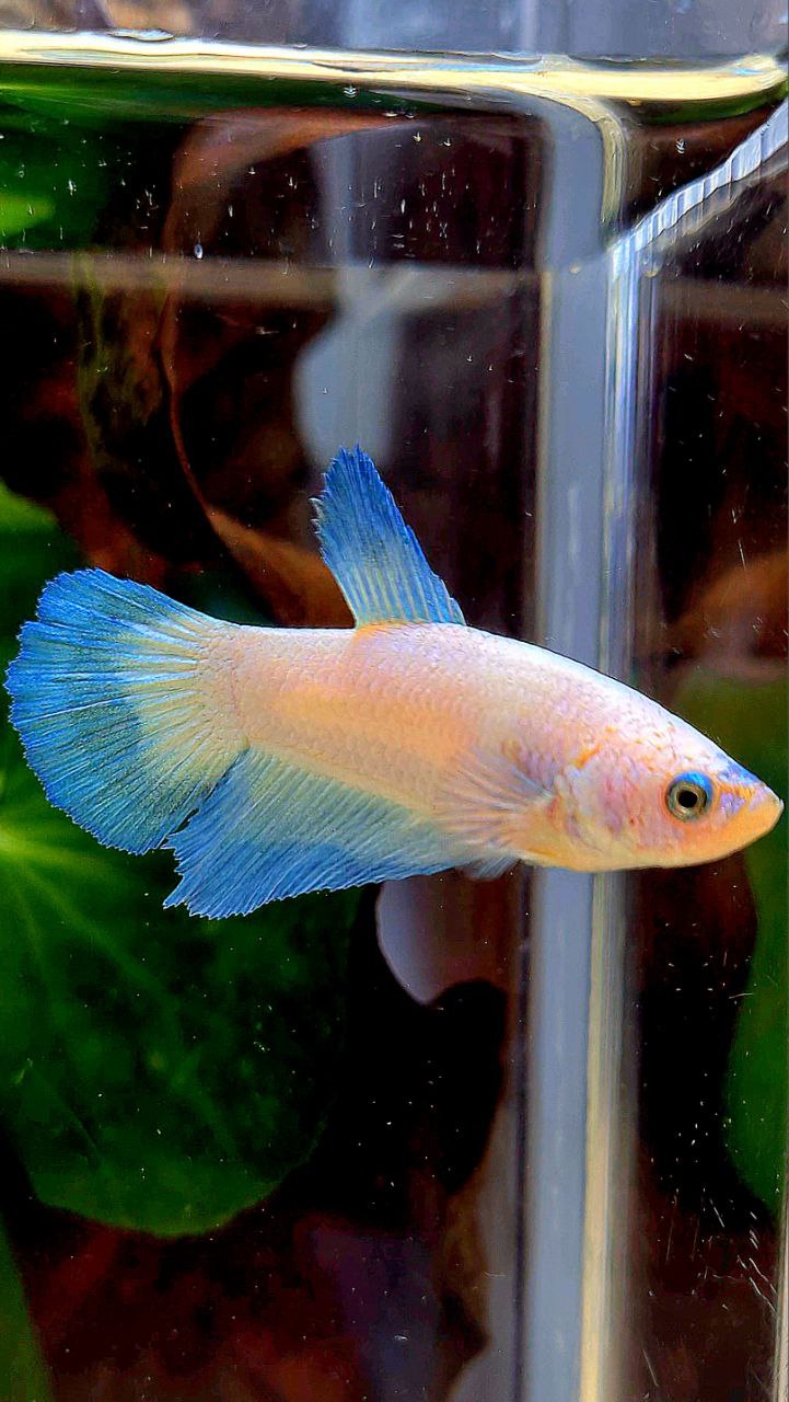 FEMALE HALFMOON BLUE RIM BETTA FISH