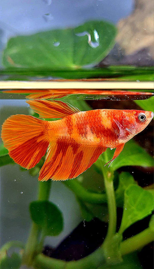 FEMALE HALFMOON ORANGE LEOPARD MULTICOLOR BETTA FISH