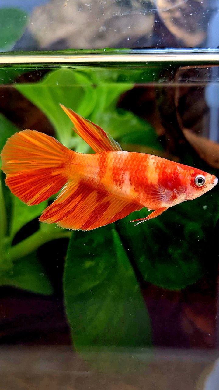 FEMALE HALFMOON ORANGE LEOPARD MULTICOLOR BETTA FISH