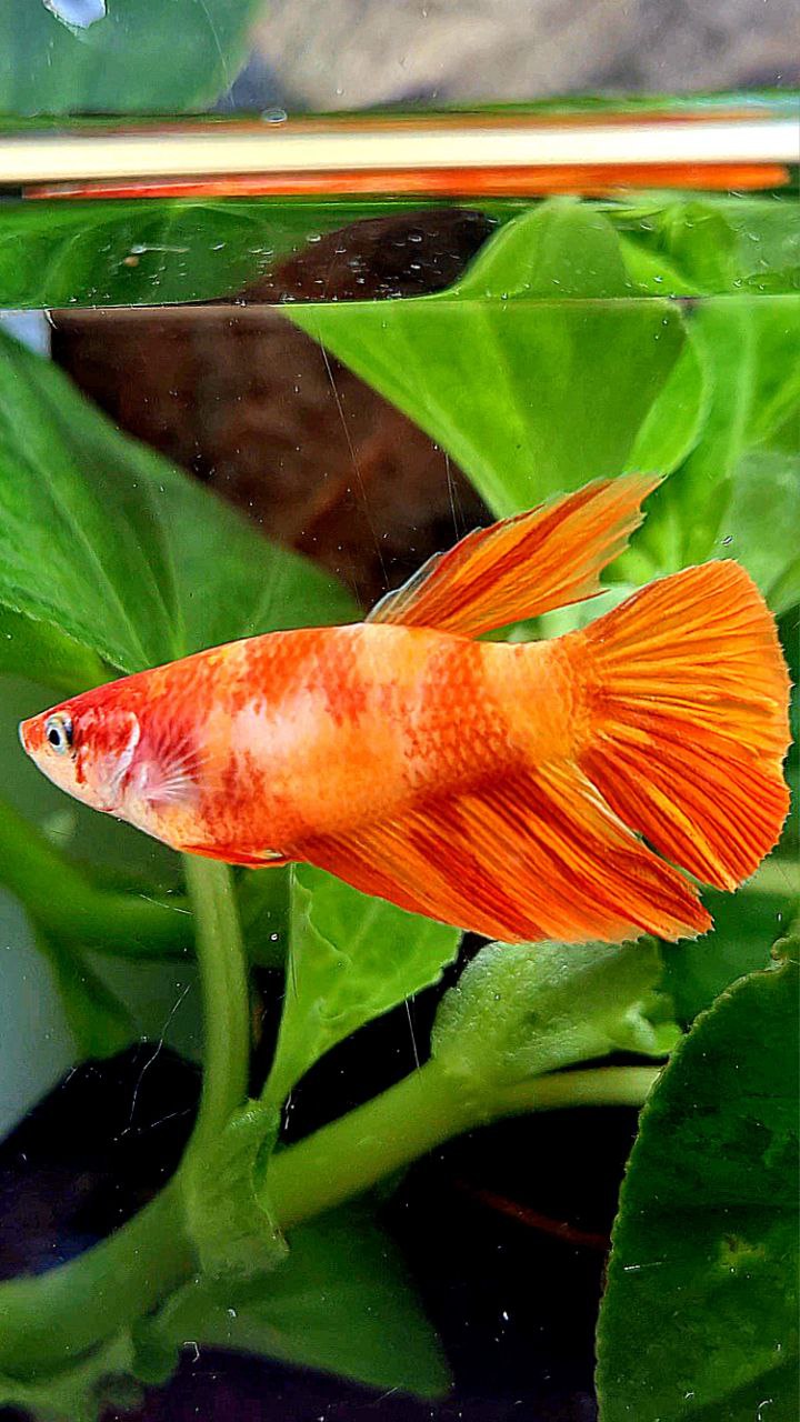 FEMALE HALFMOON ORANGE LEOPARD MULTICOLOR BETTA FISH