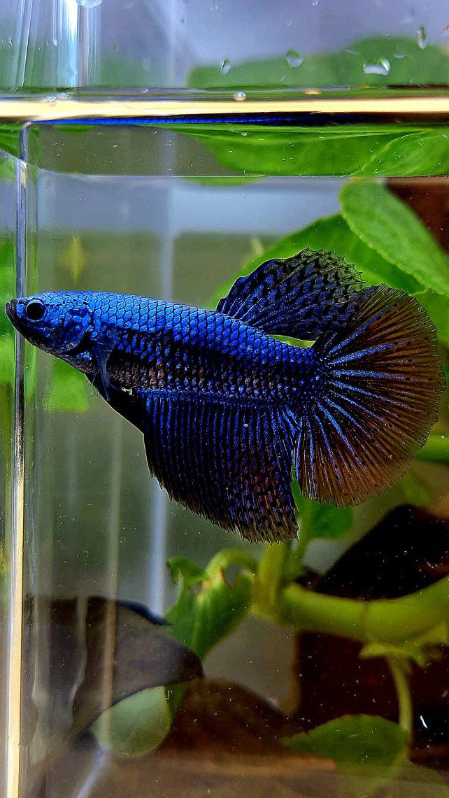 LUXURY FEMALE HALFMOON ROSETAIL ALIEN BLUE HYBRID WILD BETTA FISH