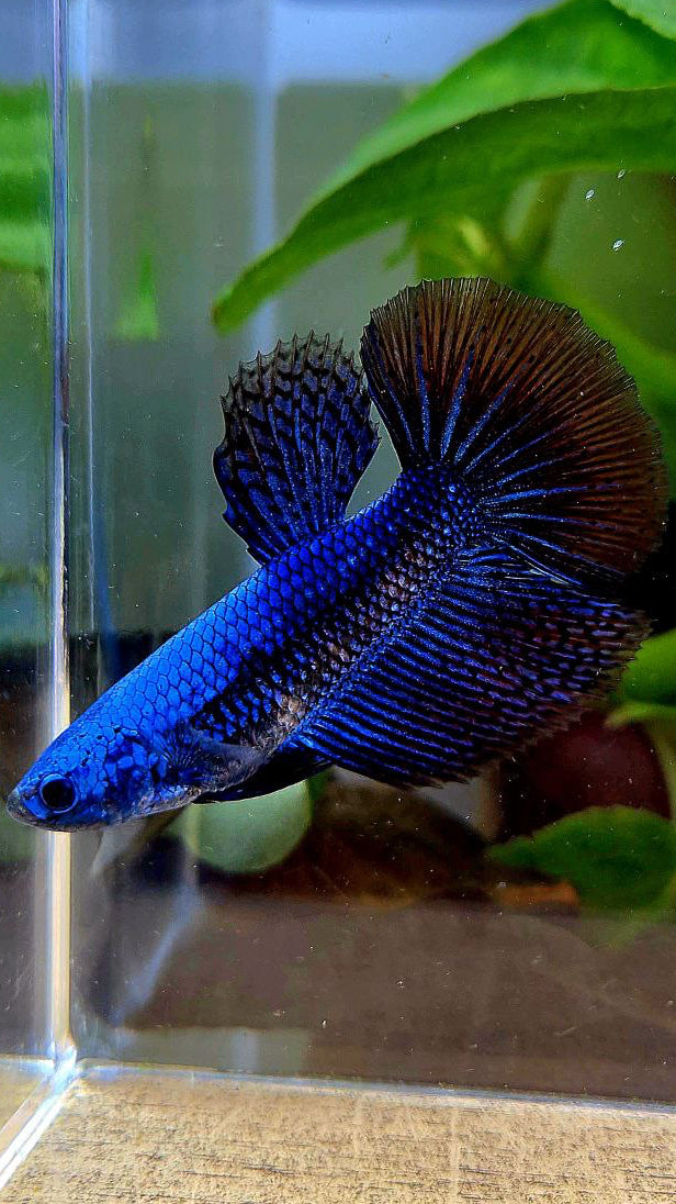 LUXURY FEMALE HALFMOON ROSETAIL ALIEN BLUE HYBRID WILD BETTA FISH