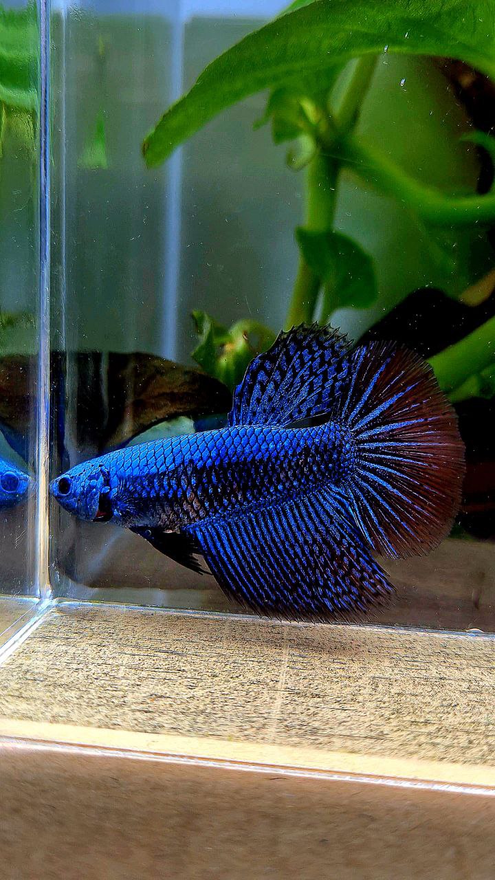 LUXURY FEMALE HALFMOON ROSETAIL ALIEN BLUE HYBRID WILD BETTA FISH
