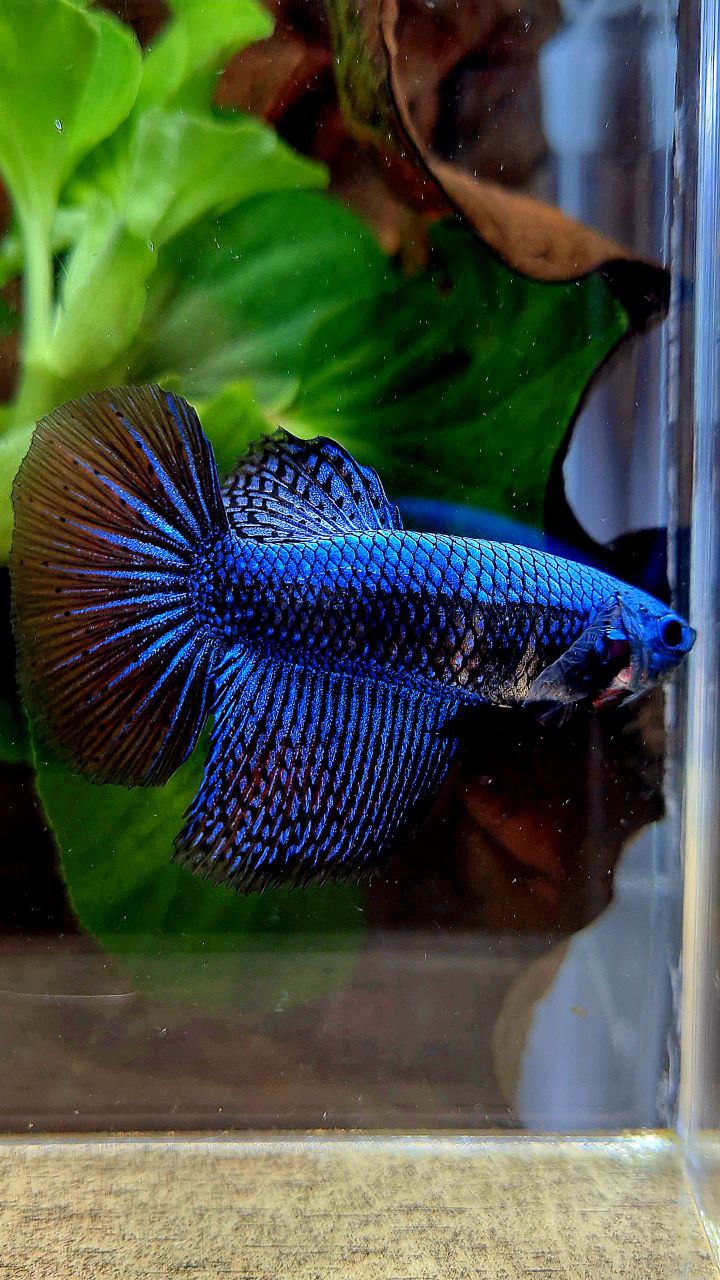LUXURY FEMALE HALFMOON ROSETAIL ALIEN BLUE HYBRID WILD BETTA FISH